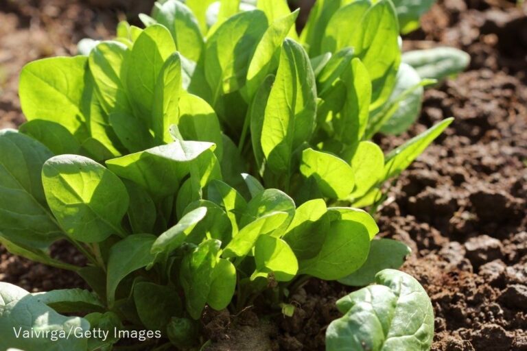 梅雨や夏の時期に知っておきたい、野菜の保存法
