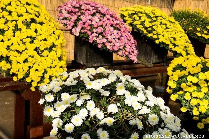 お墓まいりの花の選び方を解説、価格相場・避けたい花・飾り方は？