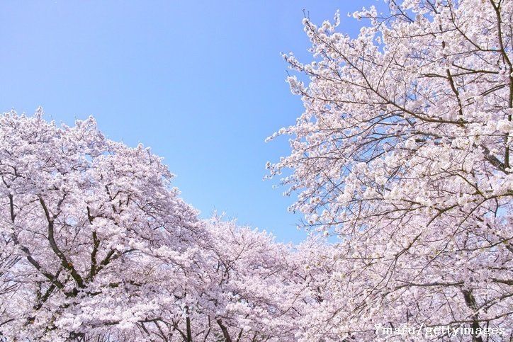 専門家が解説！春レジャーを”もっと”楽しむ方法