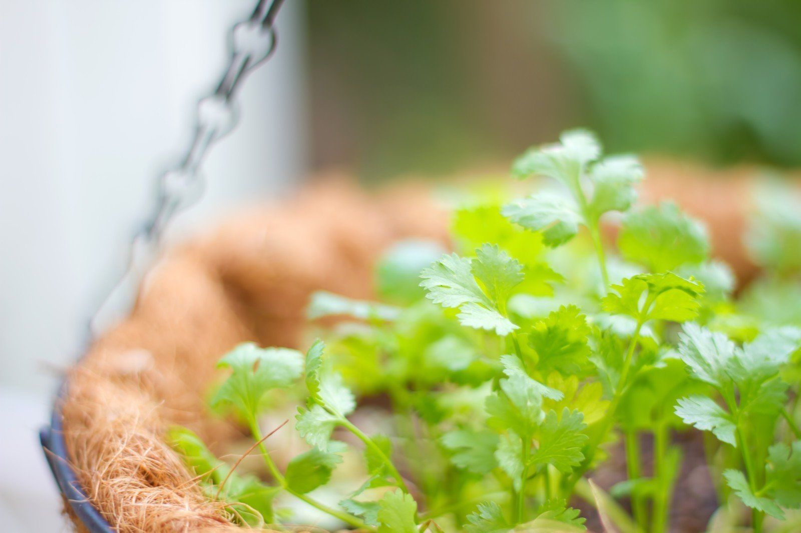 ヨガ講師も愛食！「2kg痩せて見せる」フード＆レシピ