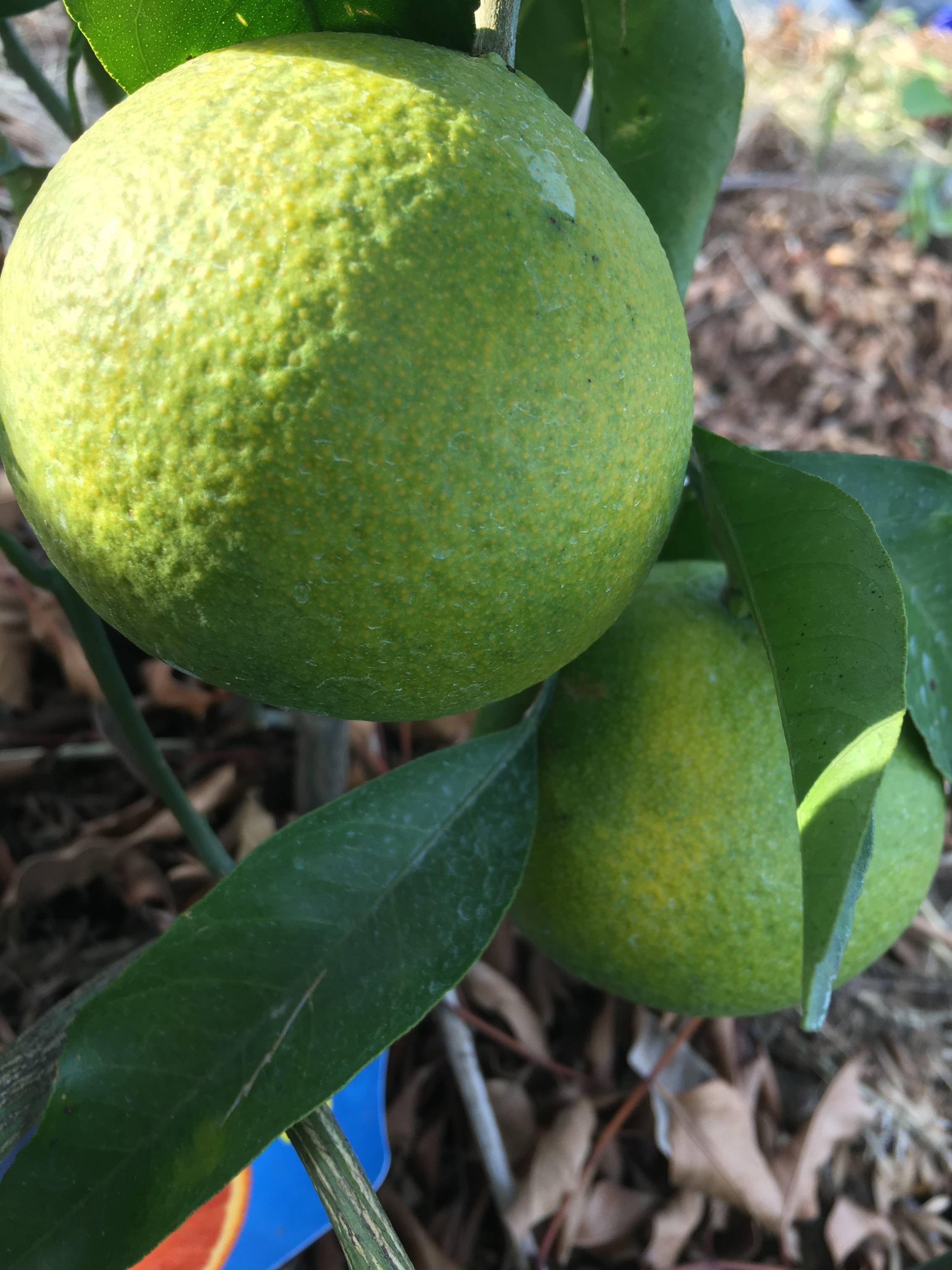 今、大人気のドライフルーツ！