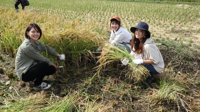 サンキュ！バス貸し切り稲刈りツアー行ってきました！