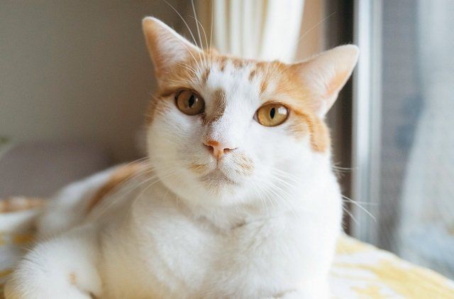 【インタビュー】保護猫から受け取る癒しが、大人と子どもをやさしくしてくれる。