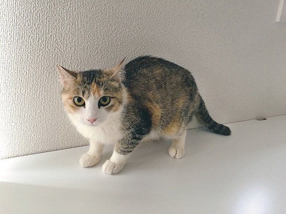 【インタビュー】保護猫で迎えた猫が家族の絆の中心に…
