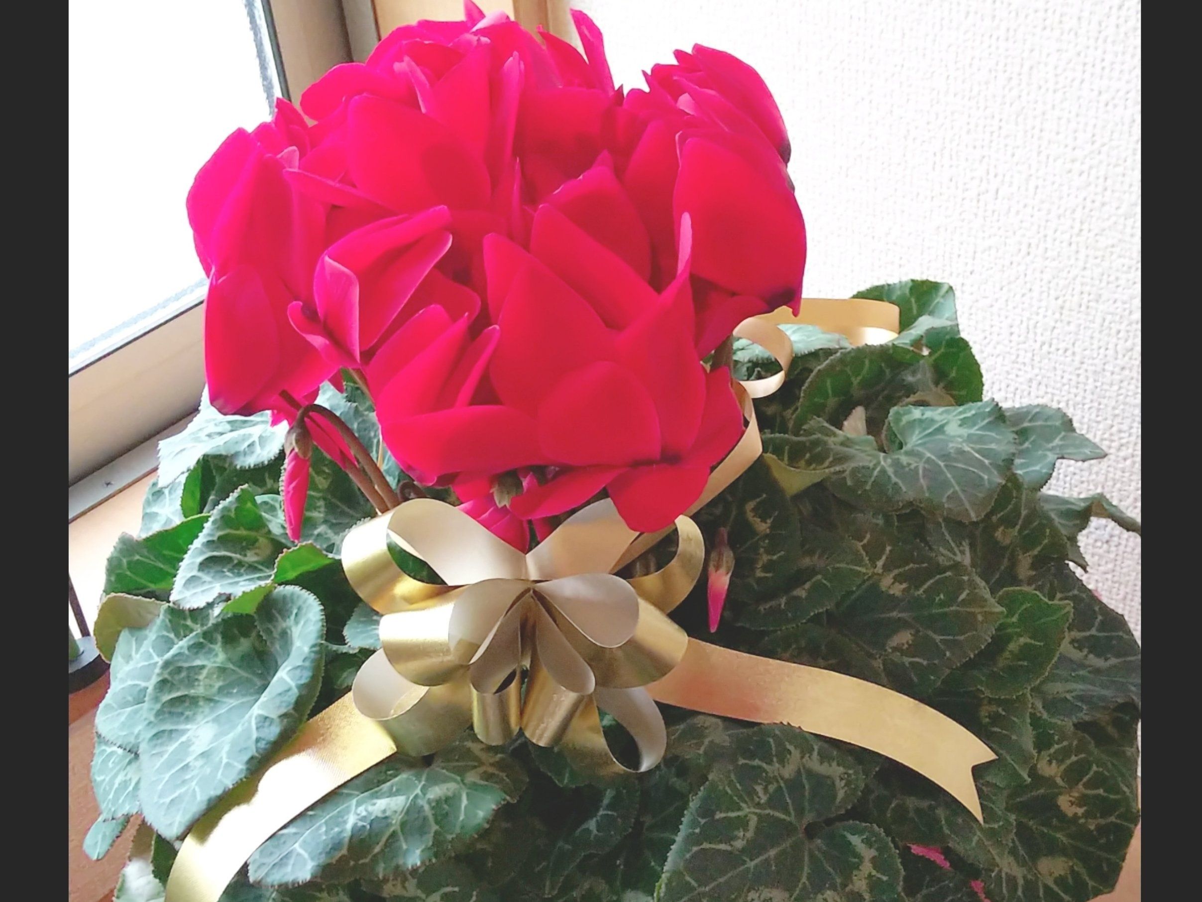 NEWサイトオープン！おめでとうございます！