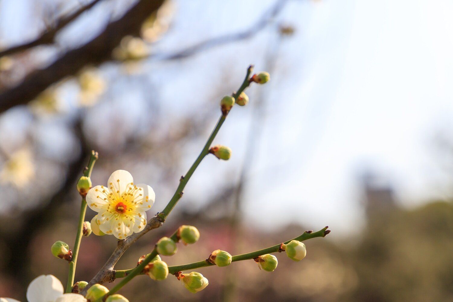 金運が上がる！財布を買うタイミングの正解はいつ？【Dr.コパの風水解説】