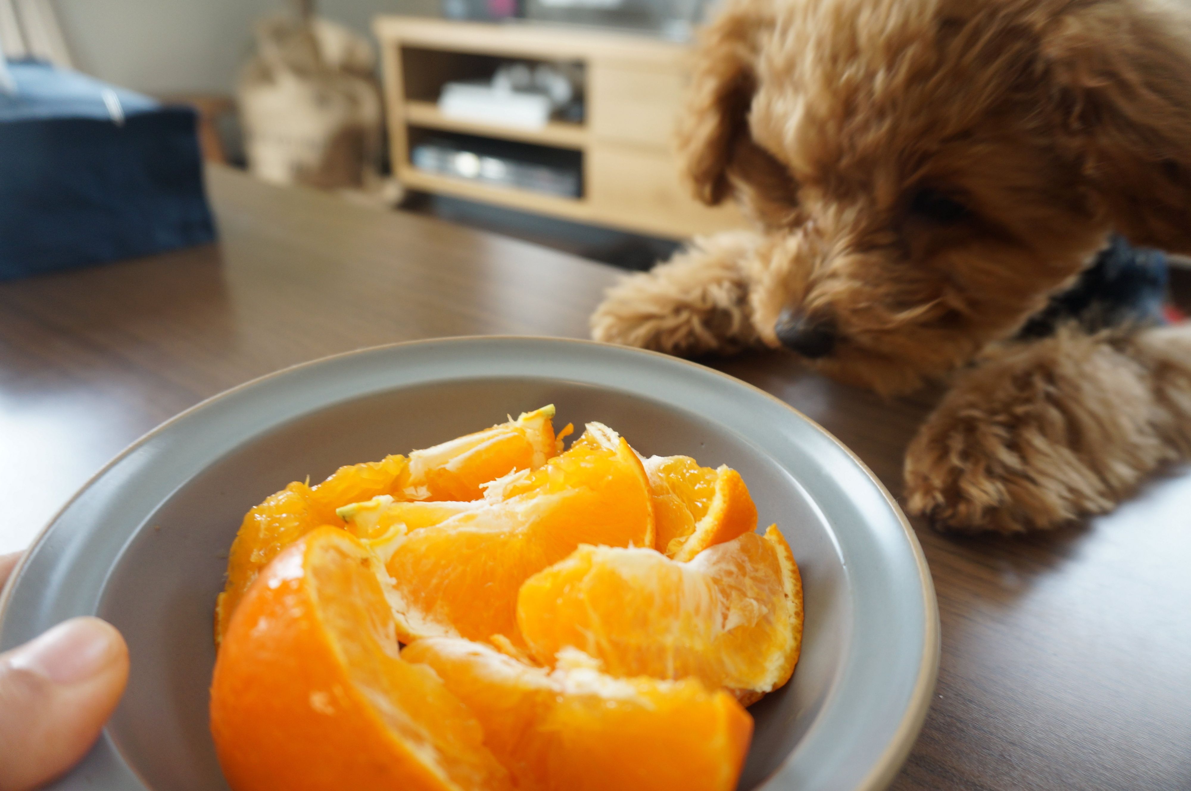 美味しすぎ注意！