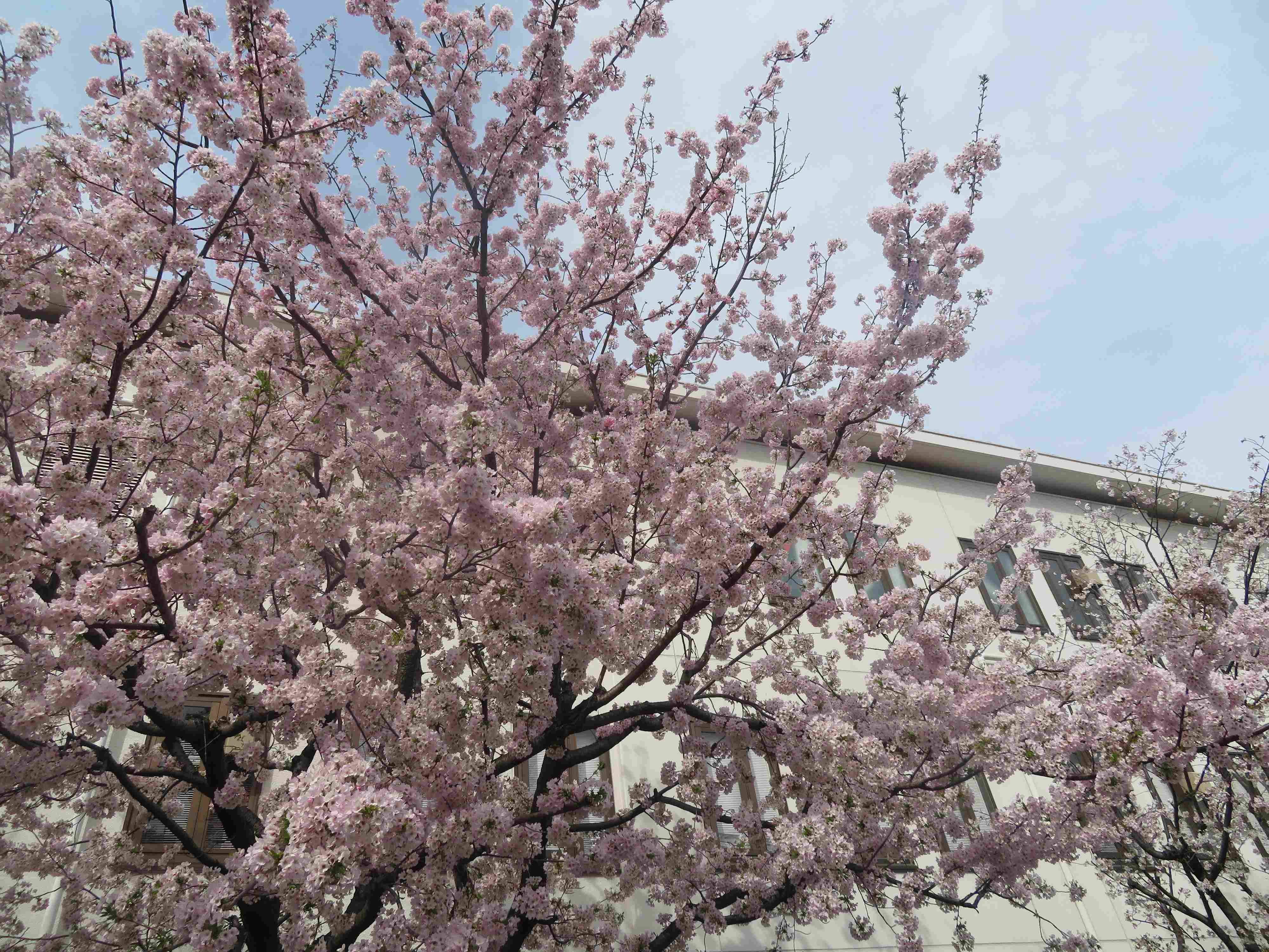 早めの準備を！説明会では聞けない？小学校生活の必需品