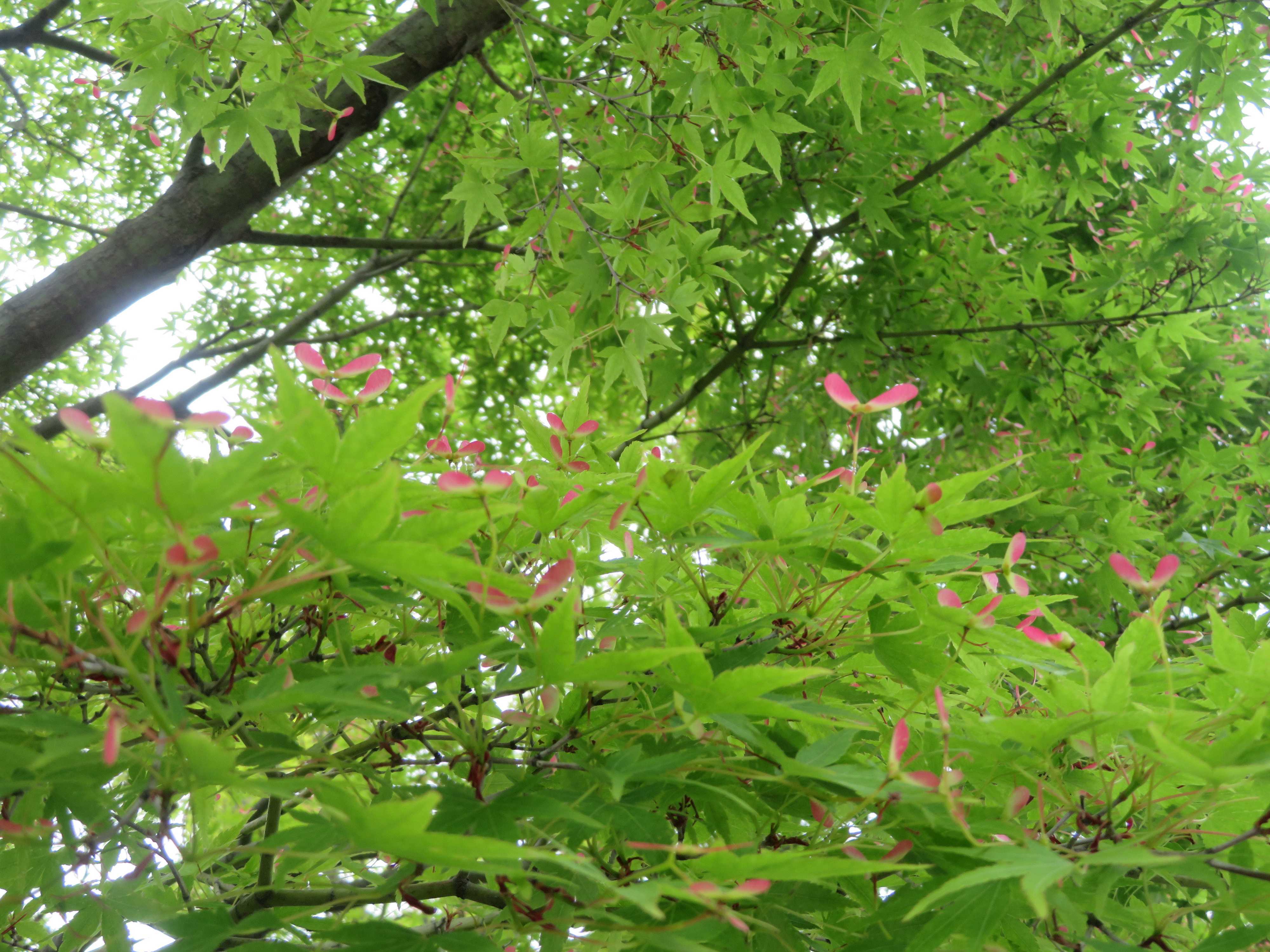 心地よく五感を刺激！コロナ自粛ストレスを和らげよう
