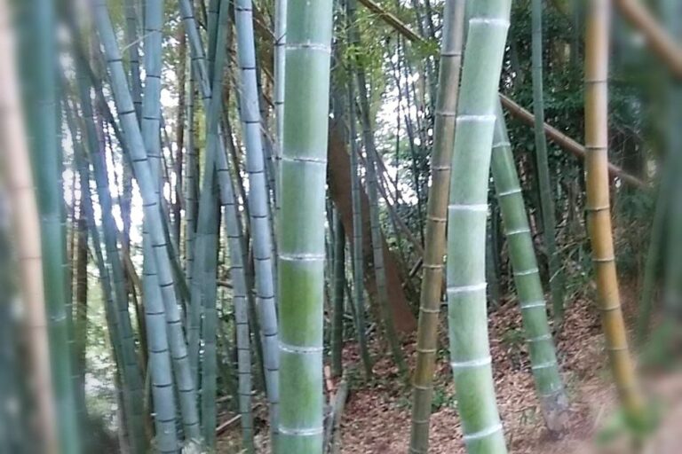 タケノコはどこで「おいしい」を見分けるの？知らないと損する”タケノコ選び”のポイント