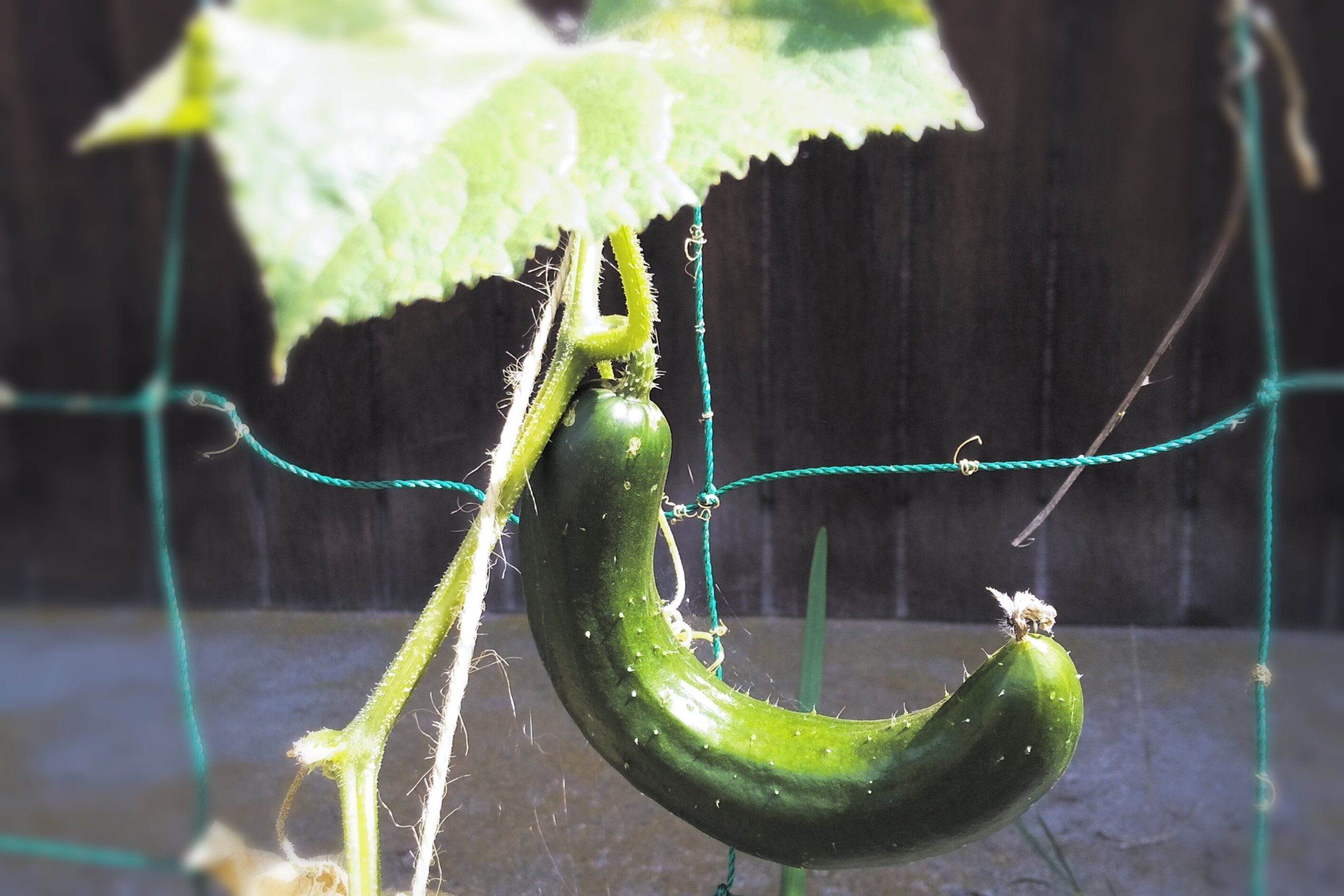 ギネス級に◯◯なきゅうり→【無印良品】アイテムで腸活食材へ変身させる方法！