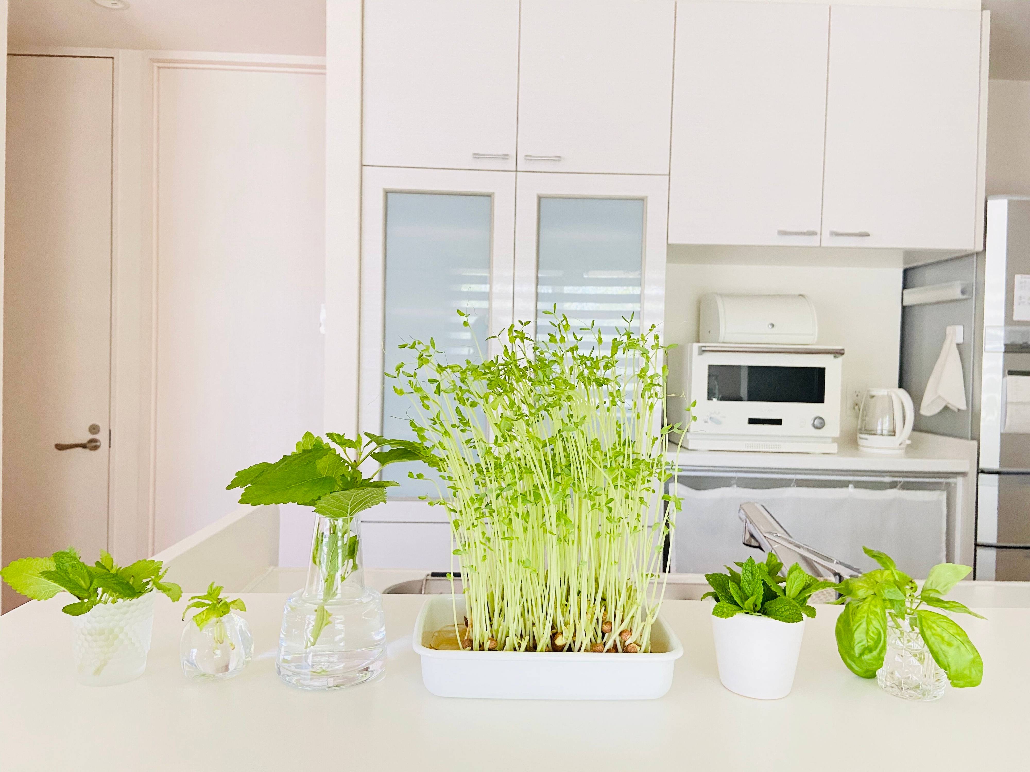 色々なお得がいっぱい！再生野菜「リボベジ」でエコな生活