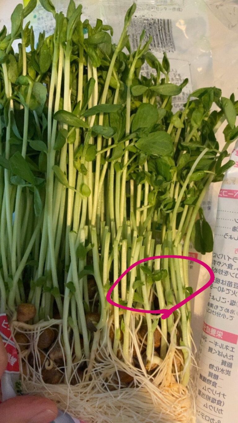 じつはガーリック炒めがおいしい…!?食費節約の強い味方”豆苗”活用レシピ4選