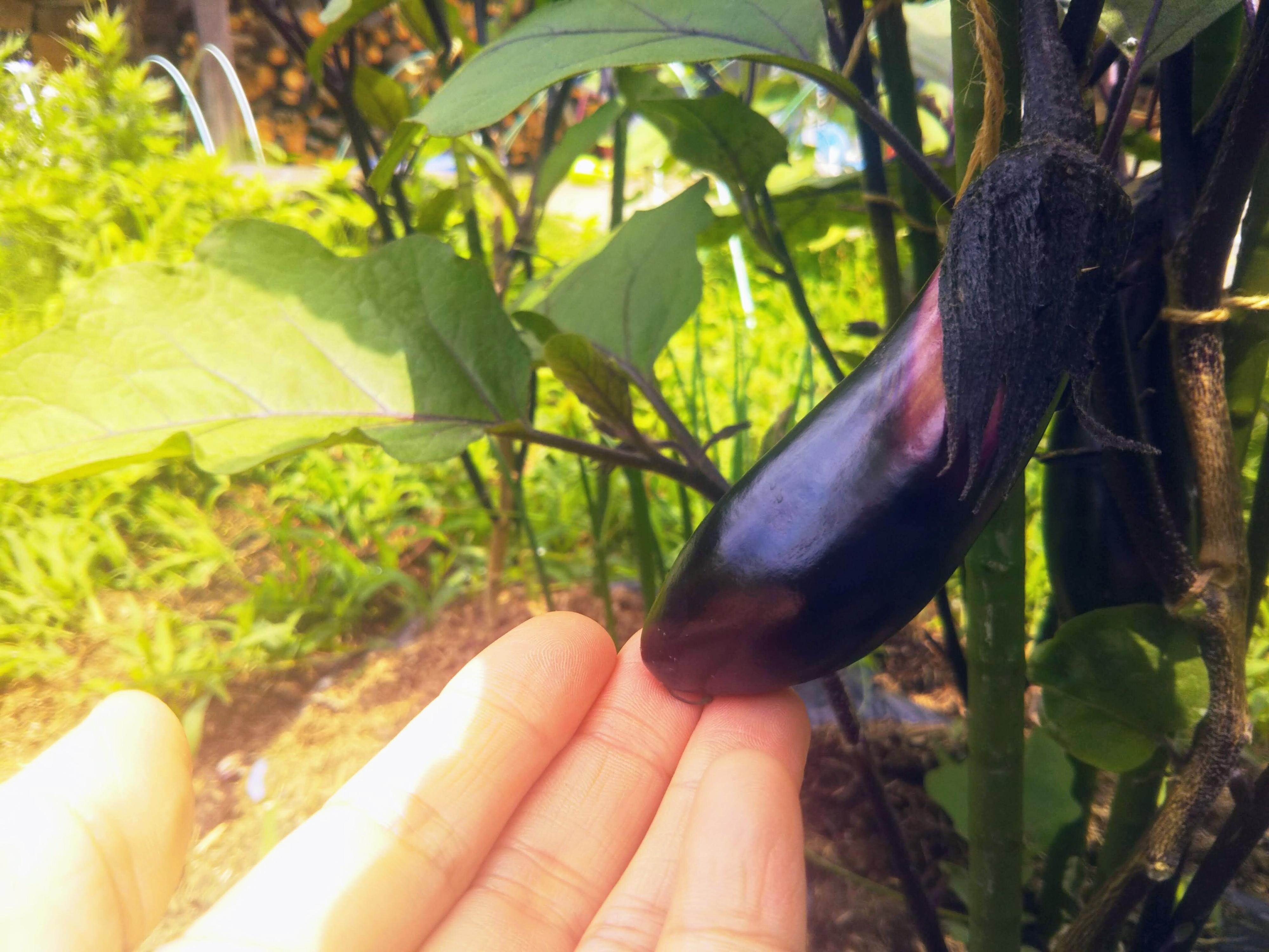 丸ごと焼くのがこんなに美味しいなんて・・・今が旬の○○の旨味を逃がさない最高の食べ方！