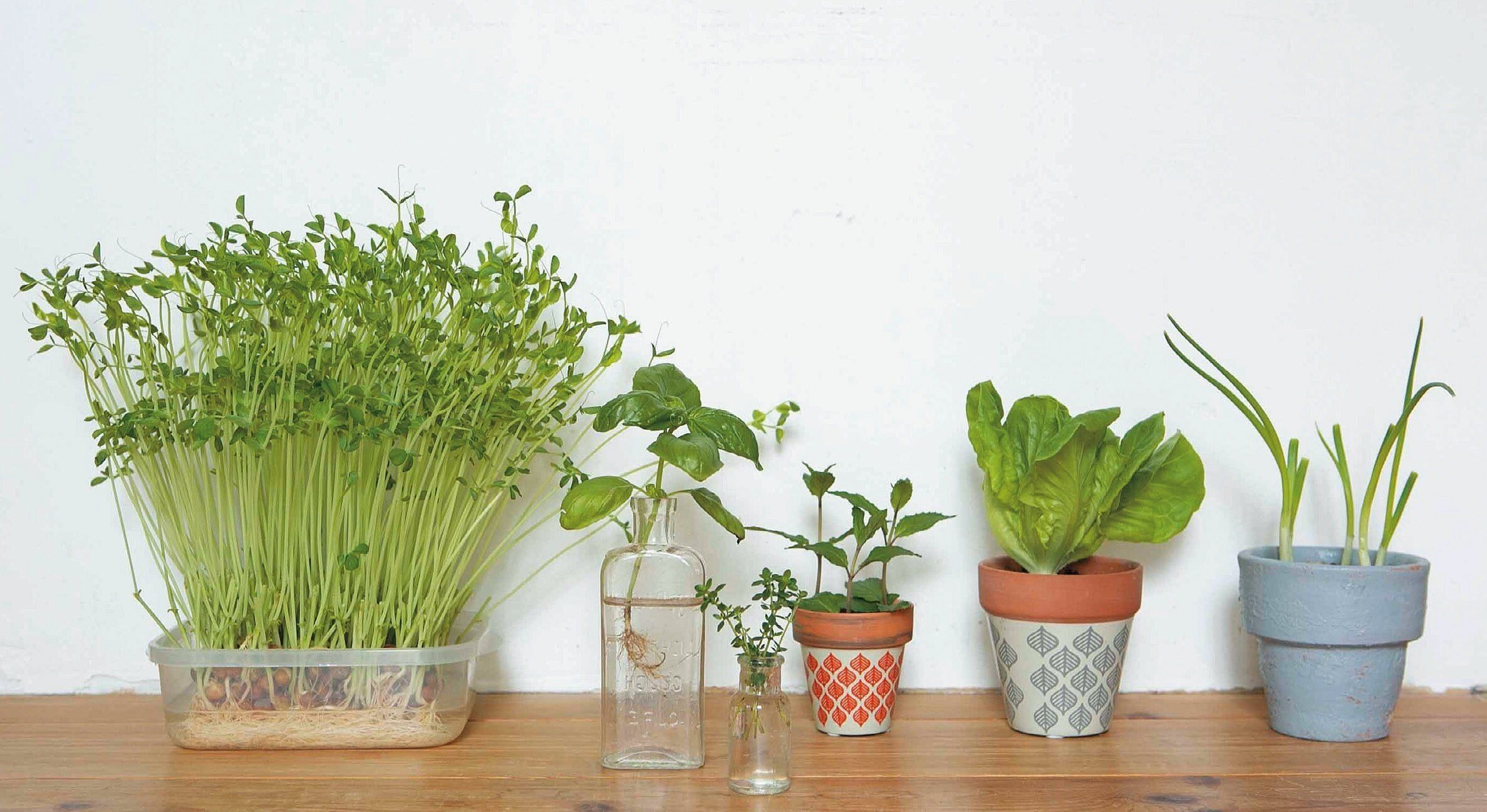 【7月のアクション】今話題の「再生野菜」を育ててみよう！