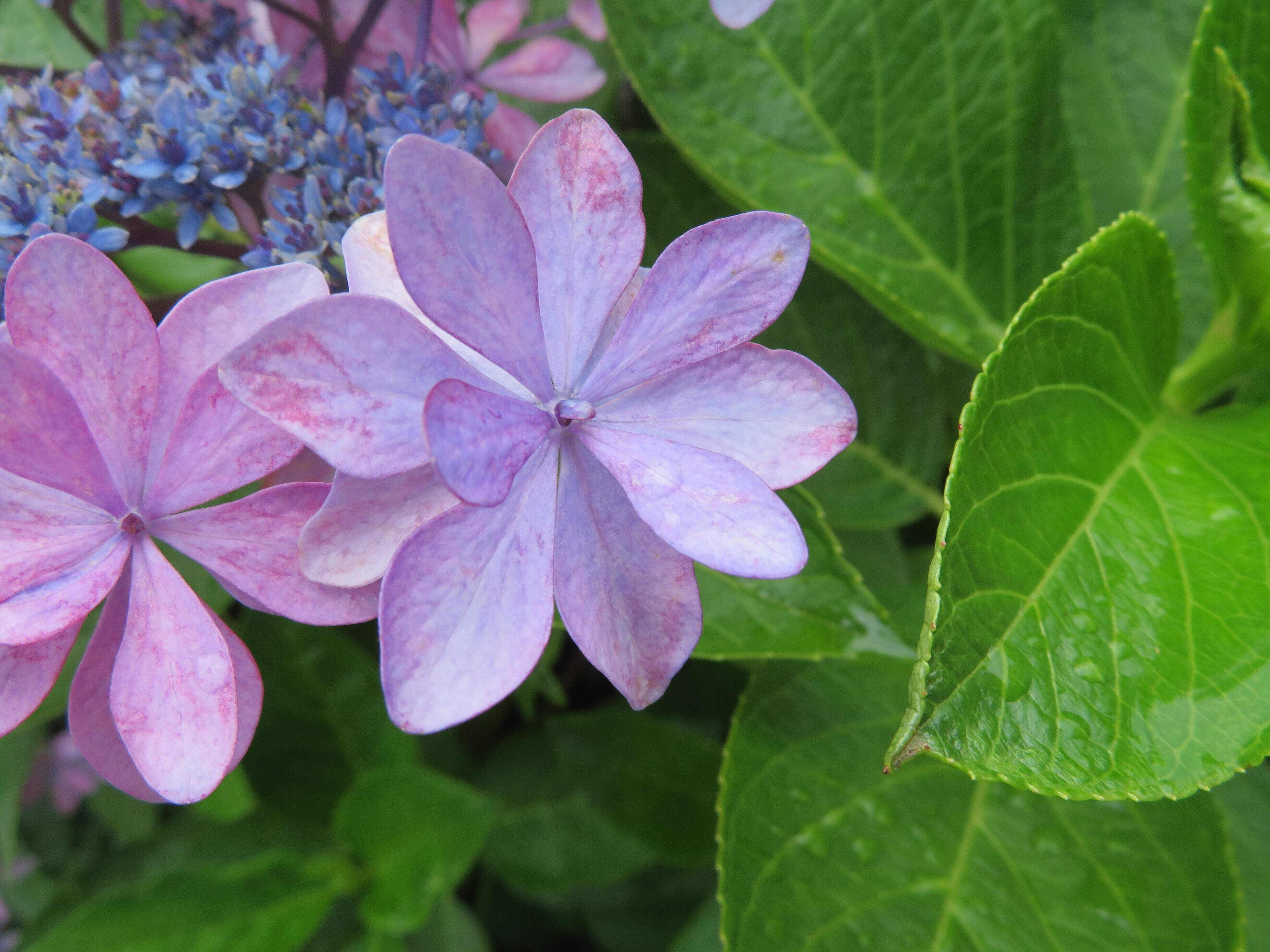 理科好き元塾講師おすすめ！近場でできる自然観察【植物編】