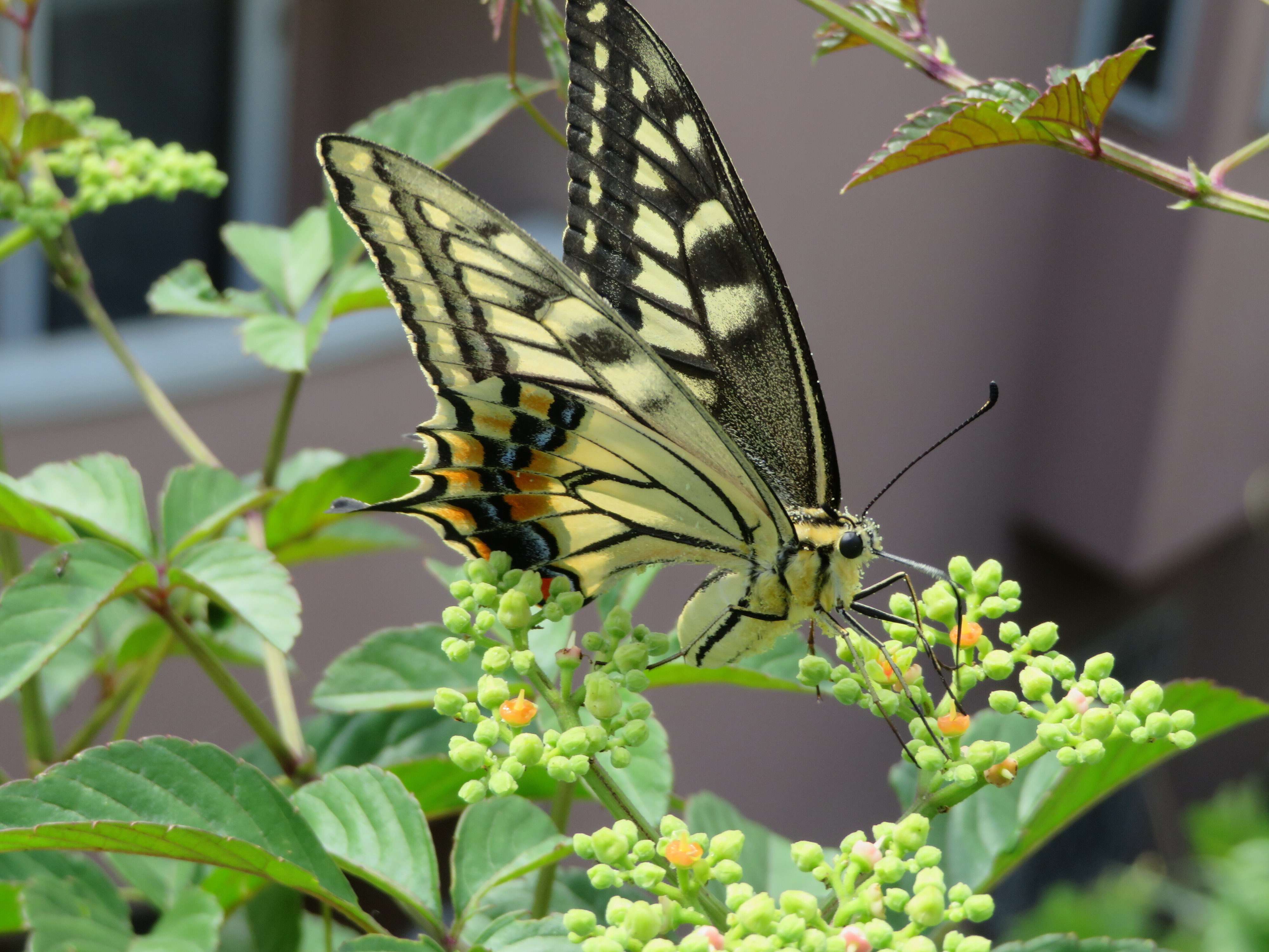 理科好き元塾講師おすすめ！近場でできる自然観察【昆虫編】