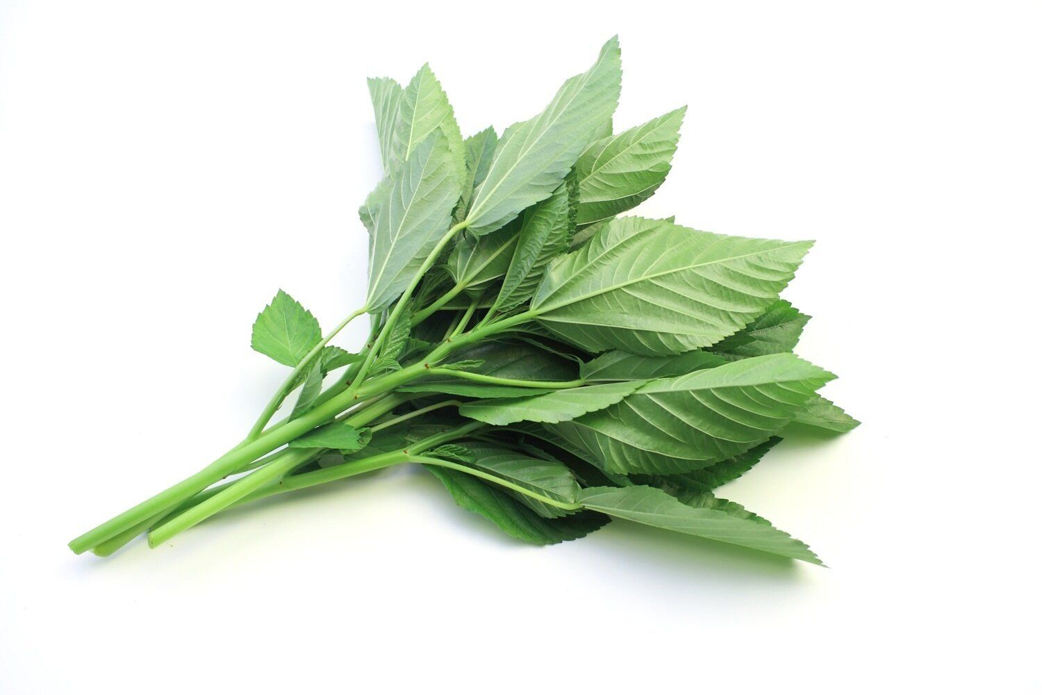 【管理栄養士監修】「モロヘイヤ」の主な栄養素とカロリーまとめ！おすすめな調理方法は？