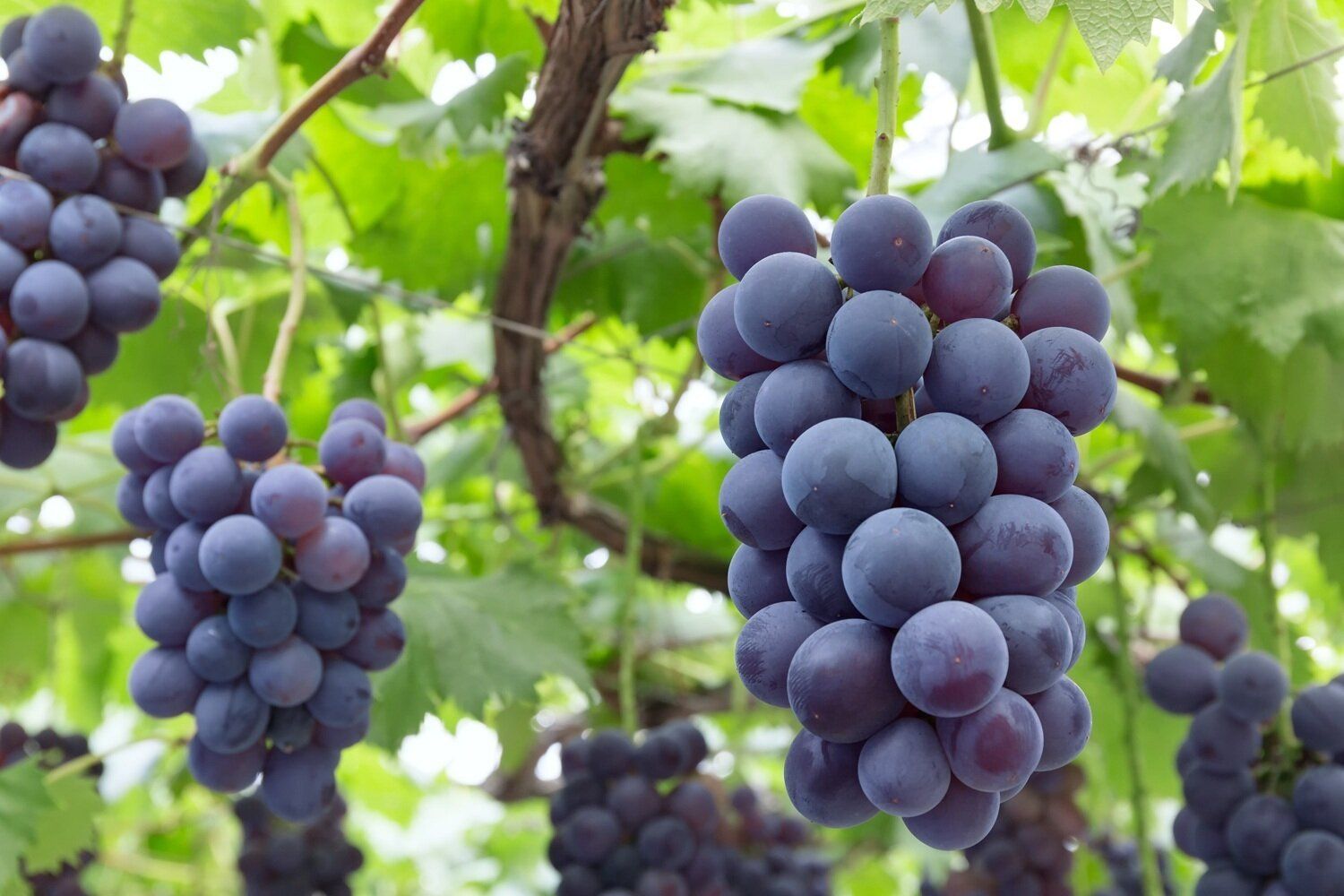 【管理栄養士監修】「ぶどう」の主な栄養素とカロリーまとめ！おすすめな調理方法は？