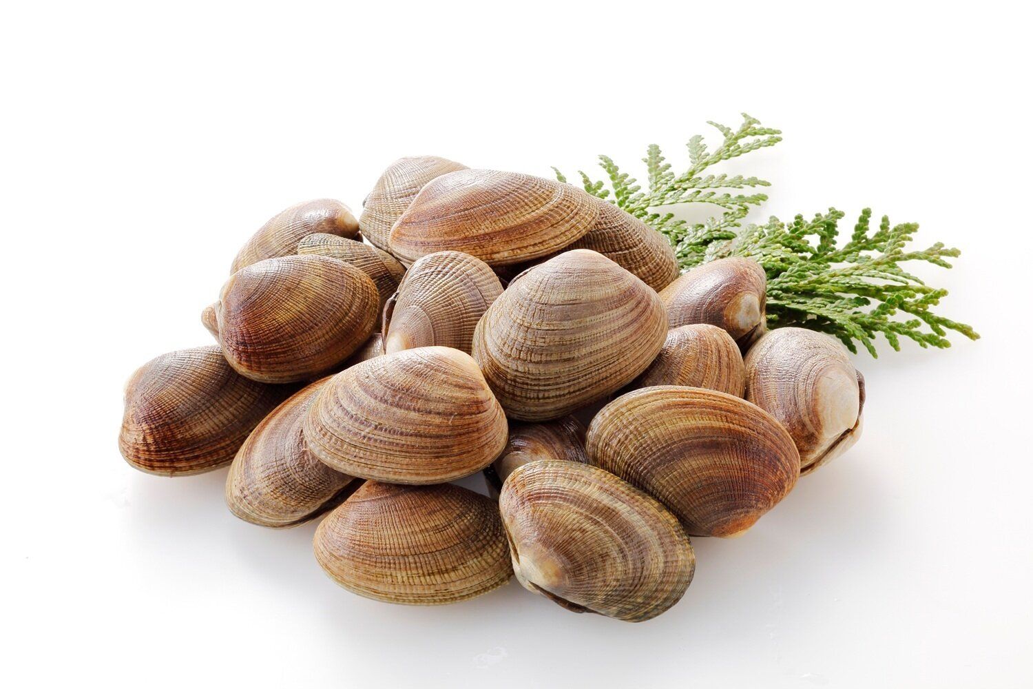 【管理栄養士監修】「あさり」の主な栄養素とカロリーまとめ！おすすめな調理方法は？