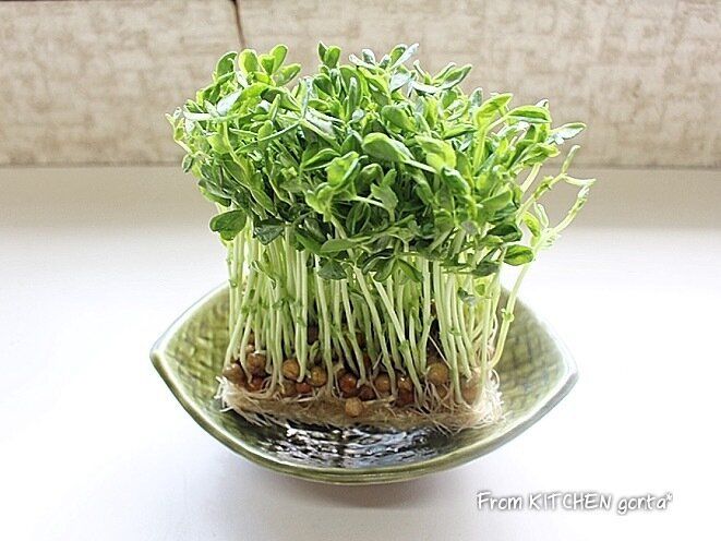 困ったときの救世主‼︎たった5分でできる！豆苗と昆布の和え物レシピ