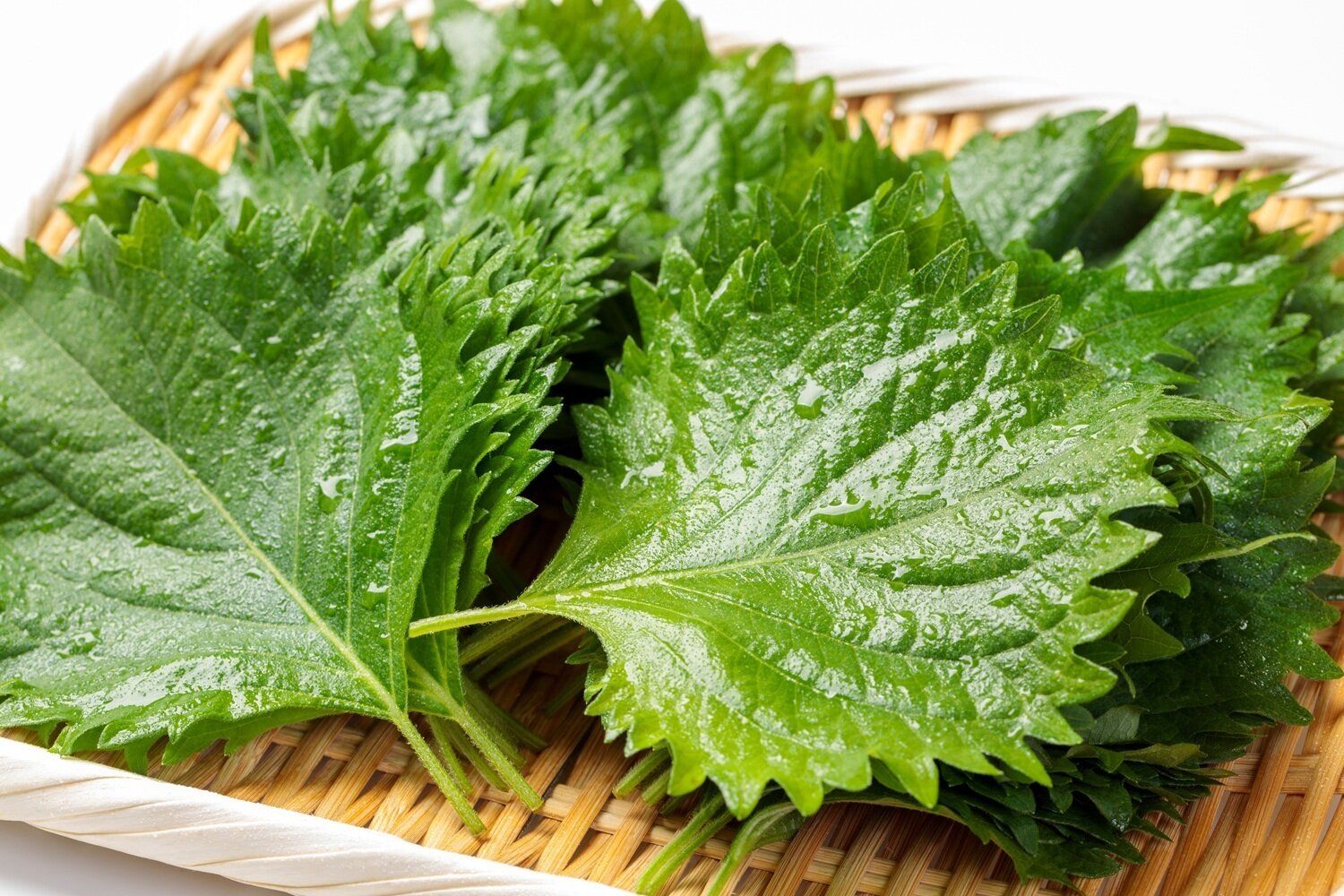 【管理栄養士監修】「大葉」の主な栄養素とカロリーまとめ！ダイエットに効果がある？