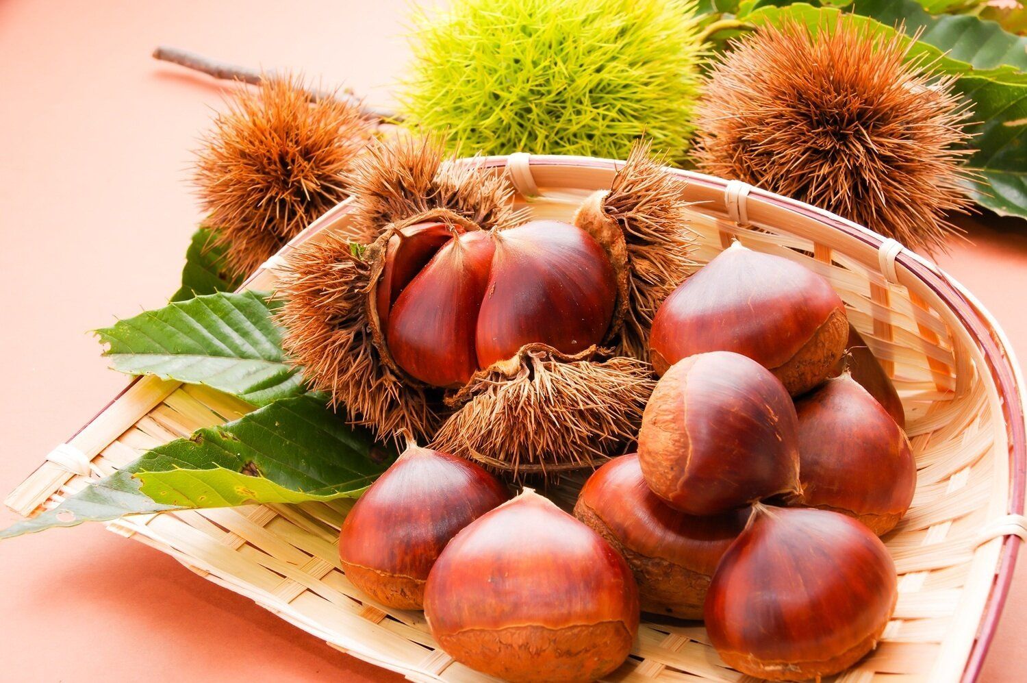 【管理栄養士監修】「栗」の主な栄養素とカロリーまとめ！おすすめの調理方法は？