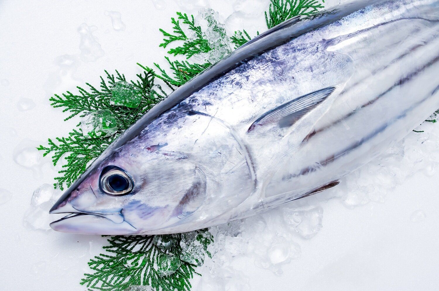 【管理栄養士監修】「鰹（カツオ）」の主な栄養素とカロリーまとめ！おすすめな調理方法は？