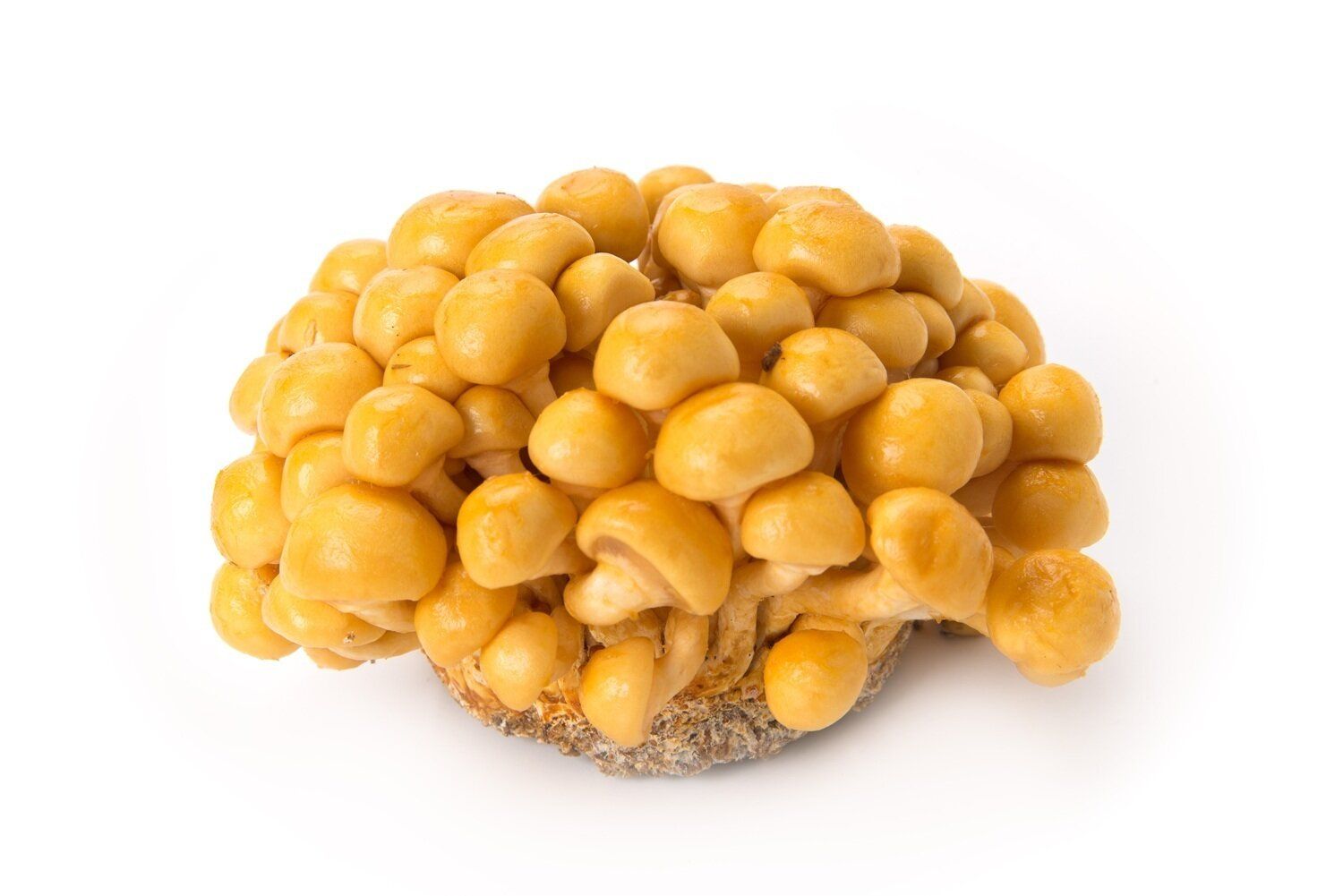 【管理栄養士監修】「なめこ」の主な栄養素とカロリーまとめ！ダイエットに効果がある？