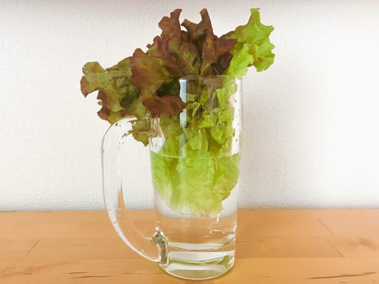 野菜のプロ直伝！しんなりレタスを復活させるポイントは「入れ方」と「置き方」にあった！