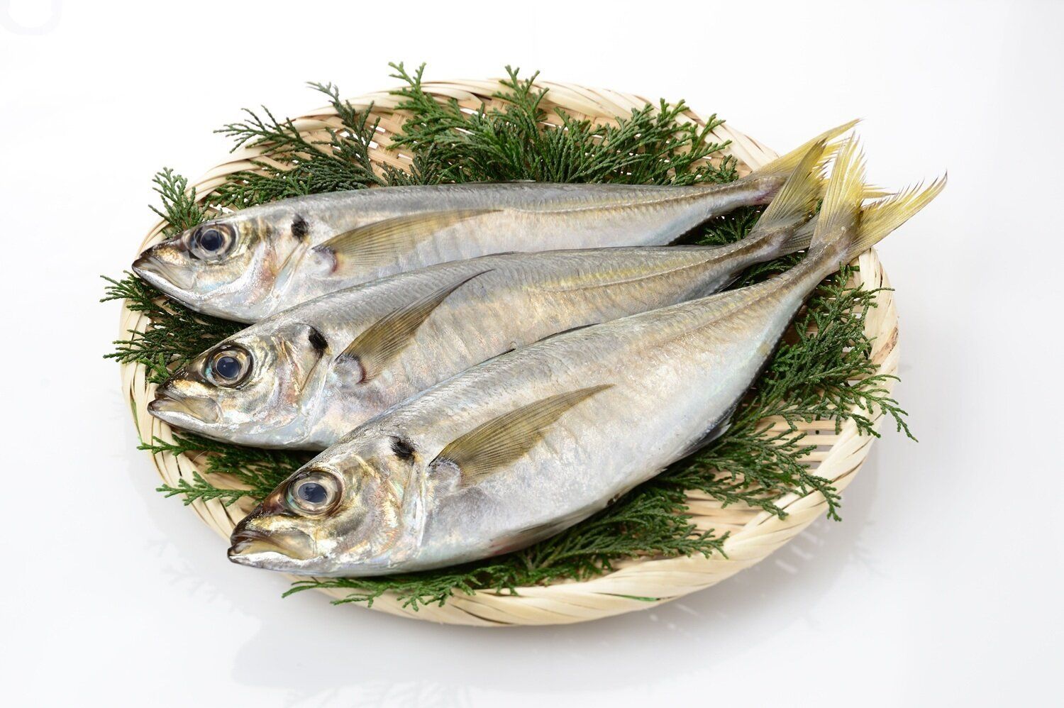 【管理栄養士監修】「アジ」の主な栄養素とカロリーまとめ！おすすめな調理方法は？