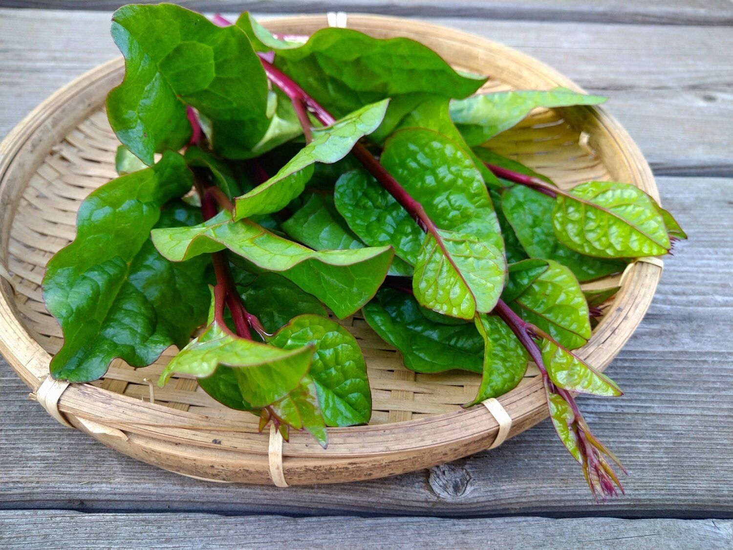 【管理栄養士監修】「つるむらさき」の主な栄養素とカロリーまとめ！ダイエットに効果がある？