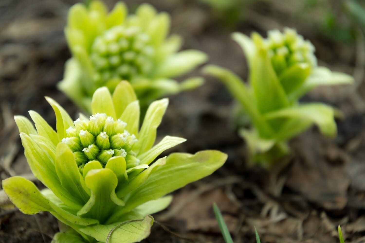 【管理栄養士監修】「ふきのとう」の主な栄養素とカロリーまとめ！おすすめな調理方法は？