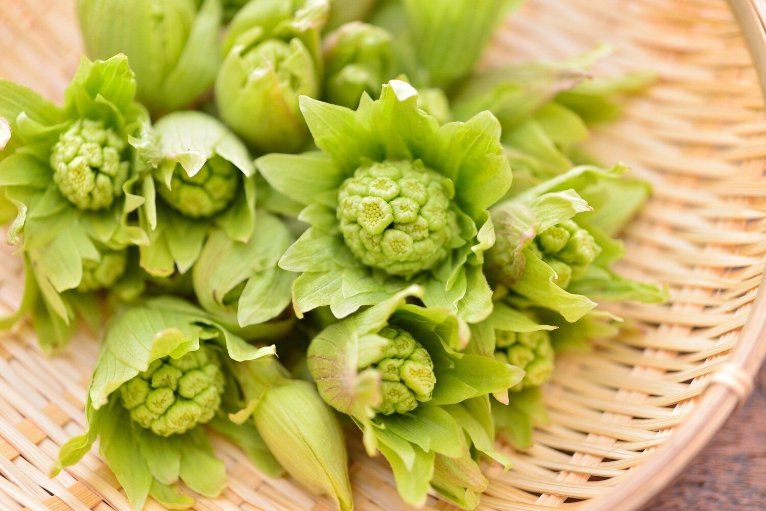 【管理栄養士監修】「ふき」の主な栄養素とカロリーまとめ！おすすめな調理方法は？