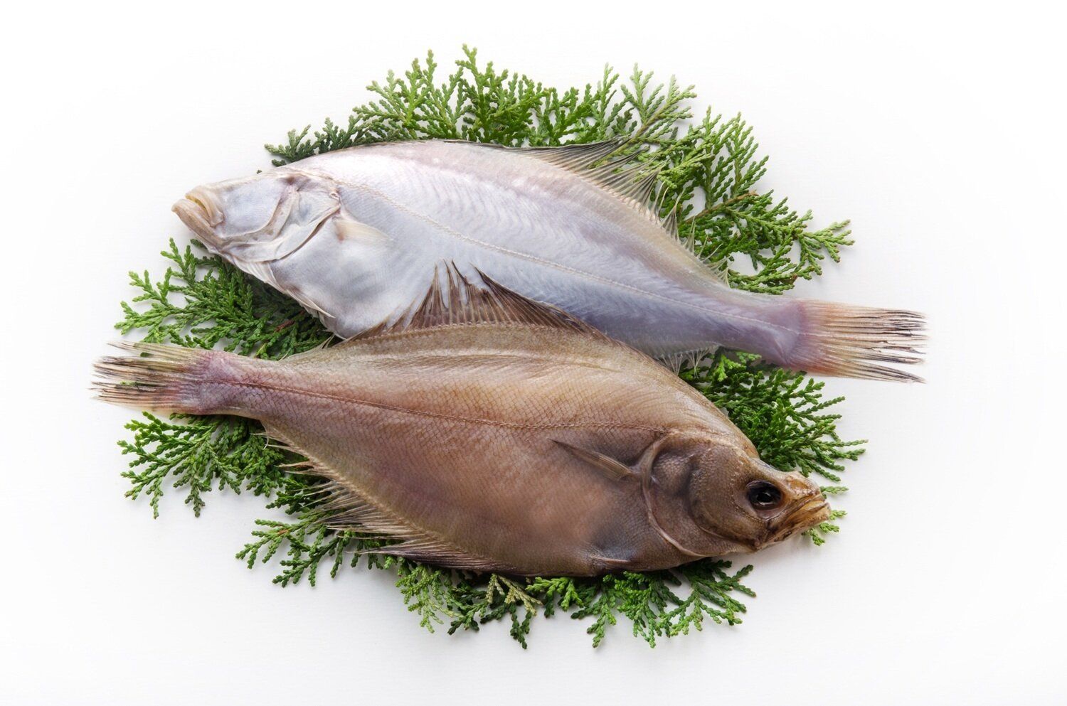 【管理栄養士監修】「カレイ」の主な栄養素とカロリーまとめ！おすすめな調理方法は？