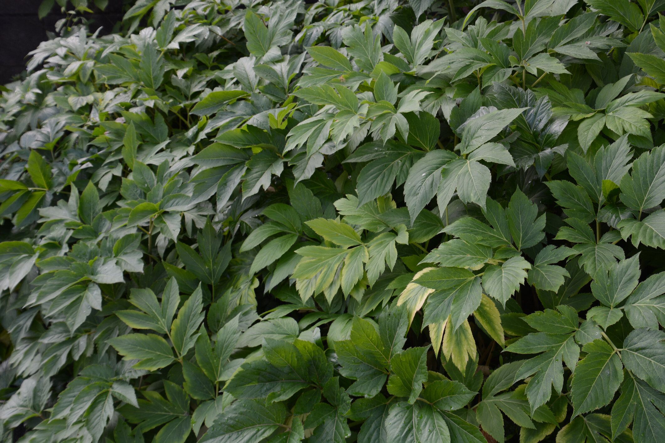 【管理栄養士監修】「あしたば」の主な栄養素とカロリーまとめ！おすすめな調理方法は？