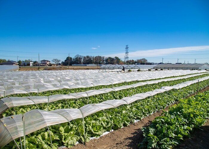 知っておくべき、おいしい野菜ができるまで。女性農業士さん取材日誌