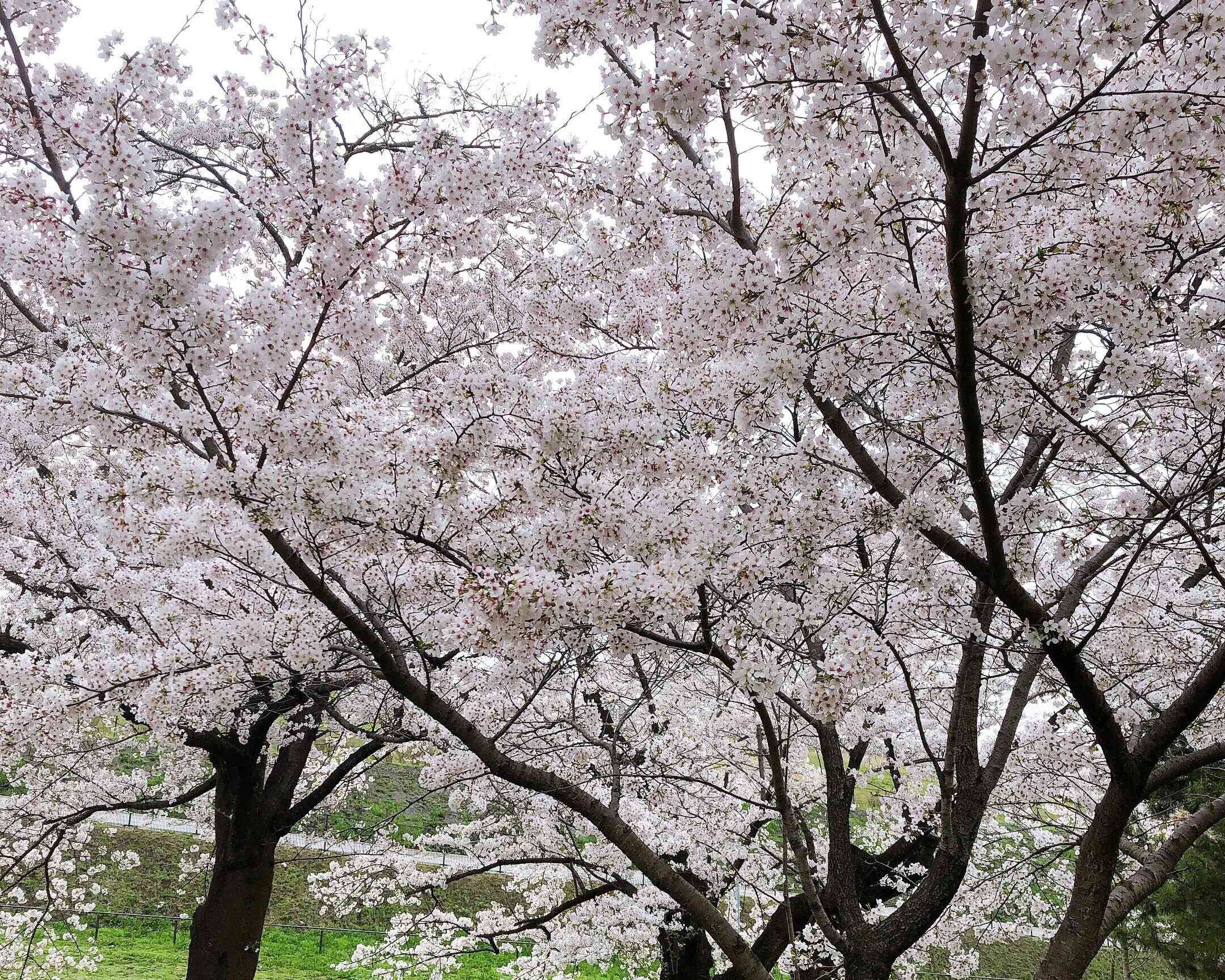 【セブン】お花見にぴったりな和菓子はコレだ！