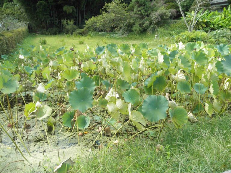 震災半年後の東北めぐりの思い出。また、いつか行くその日まで。