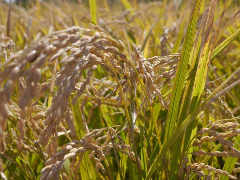 【サンキュ！全農部】日本の食を体験して学んだ8年間を振り返る