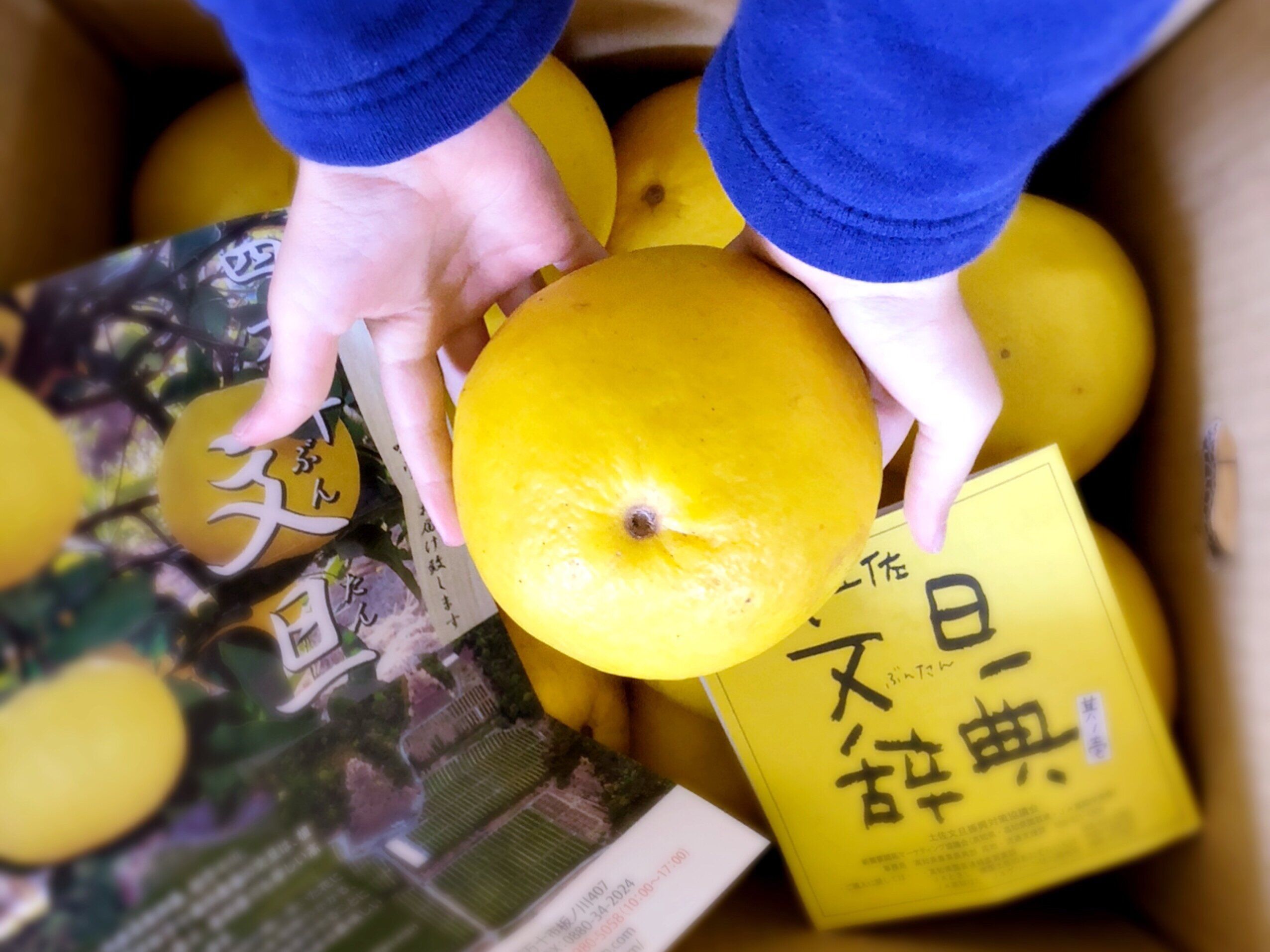 おいしすぎてやめられない！「文旦」の皮を簡単に剥ける【ムッキー】で更に底なし沼にハマるかも！？