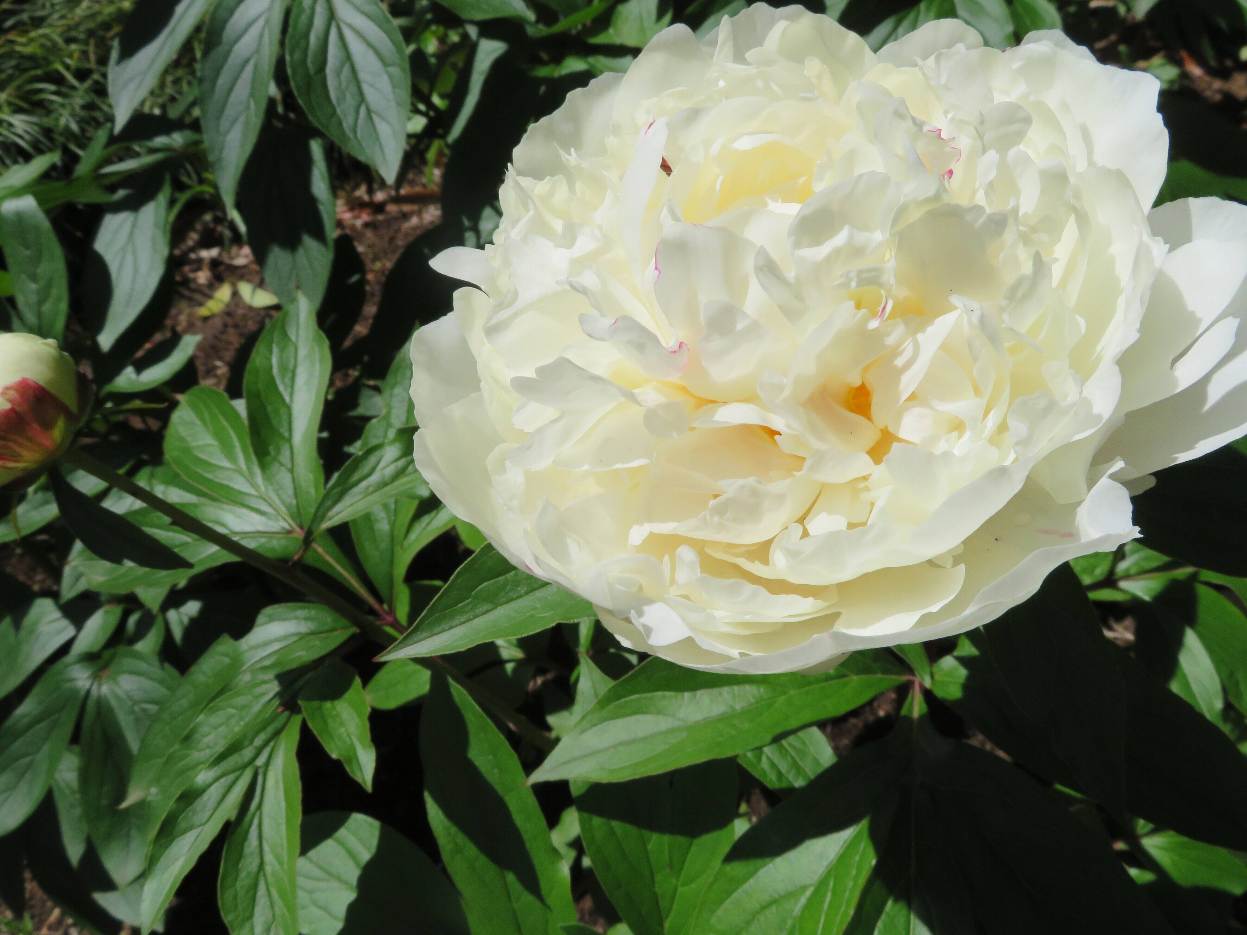 【妄想企画】もし1日家事を免除されたらどこで何する？