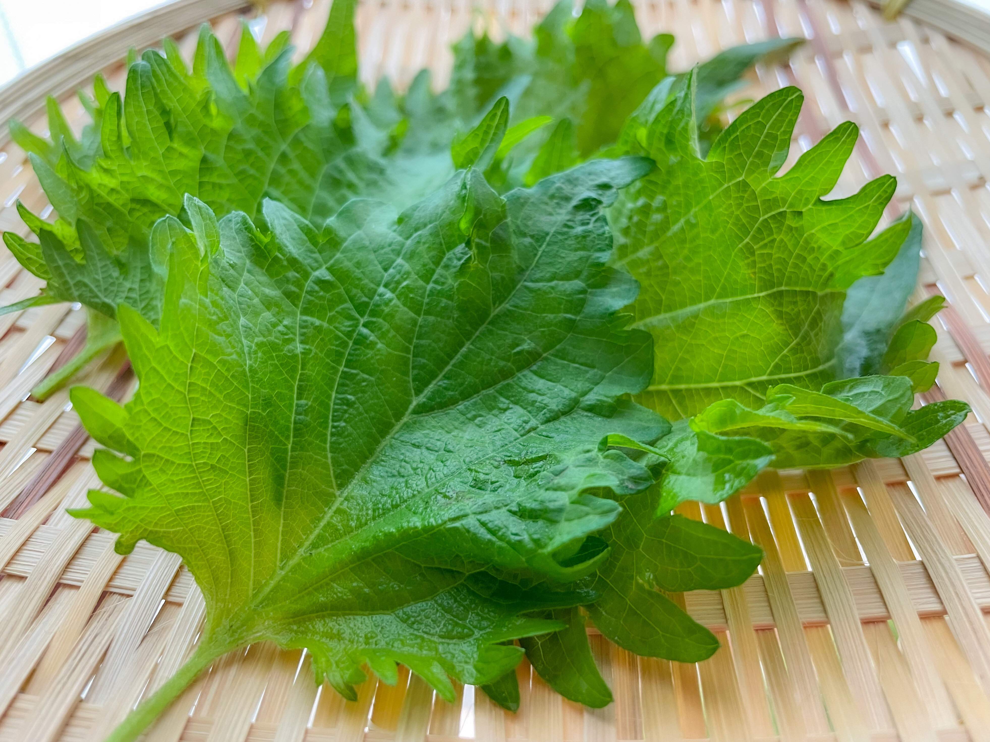 大葉（しそ）を買ったらこれだけやって！2週間以上みずみずしく保存できる方法を野菜のプロが伝授！