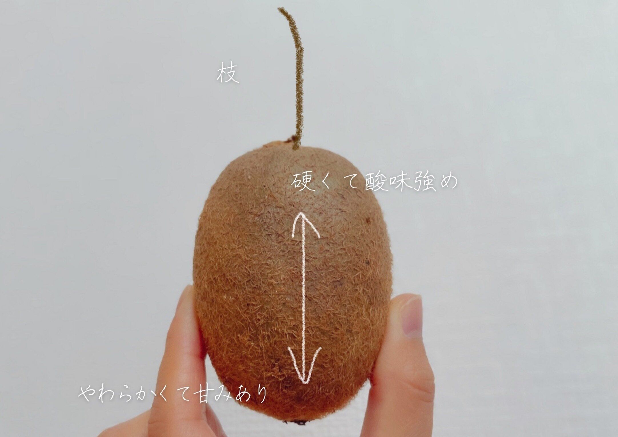 キウイフルーツは輪切りよりも「〇〇切り」がおいしい！管理栄養士が教えるその理由って？