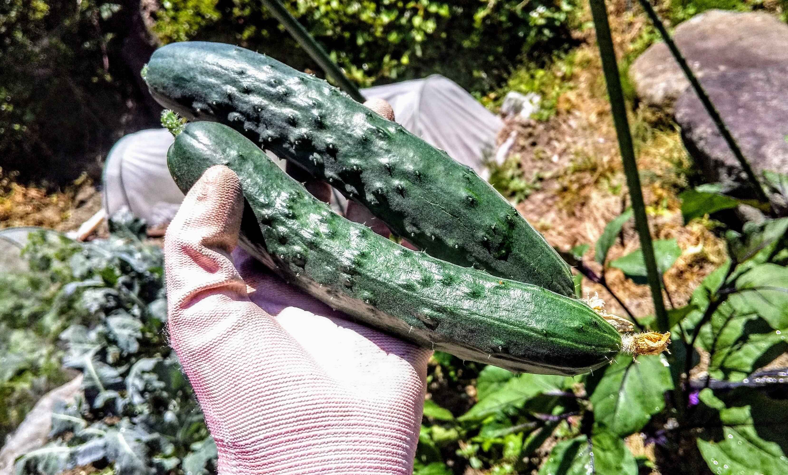 知らないと野菜で泣くことに⁉ケガ回避のために覚えておくべきトゲあり野菜【3選】