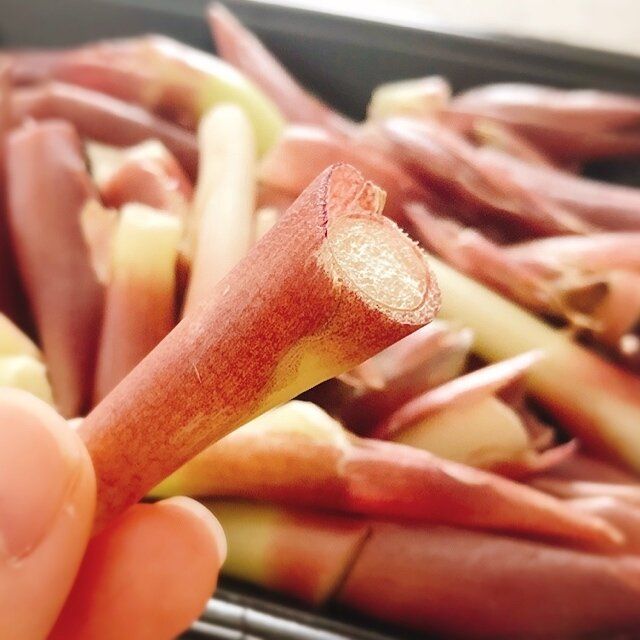 見つけたら即買い！「みょうがの茎」はSDGsにもつながる超お得食材!?