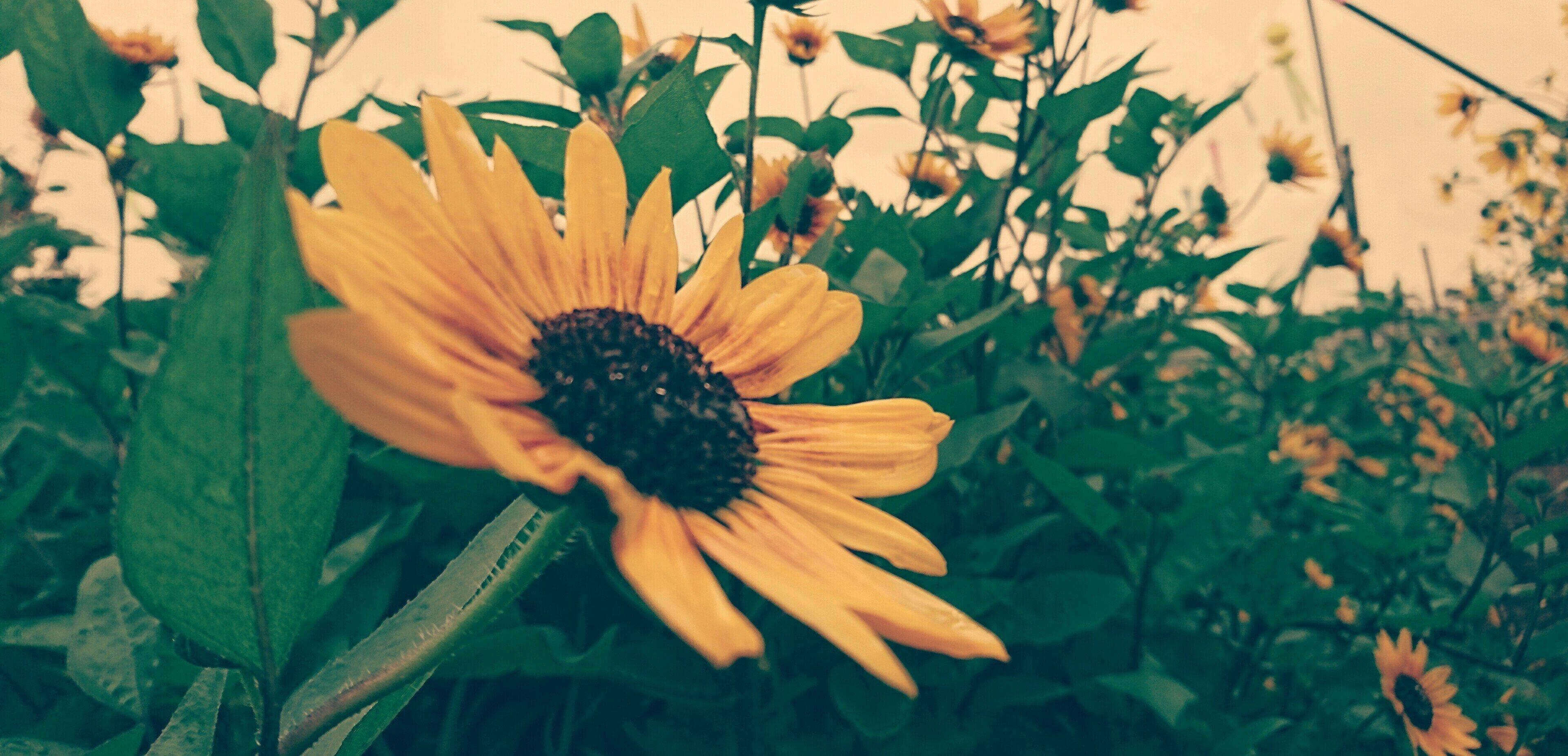 【エコ・SDGs】大雨から考える身近なエコ活動