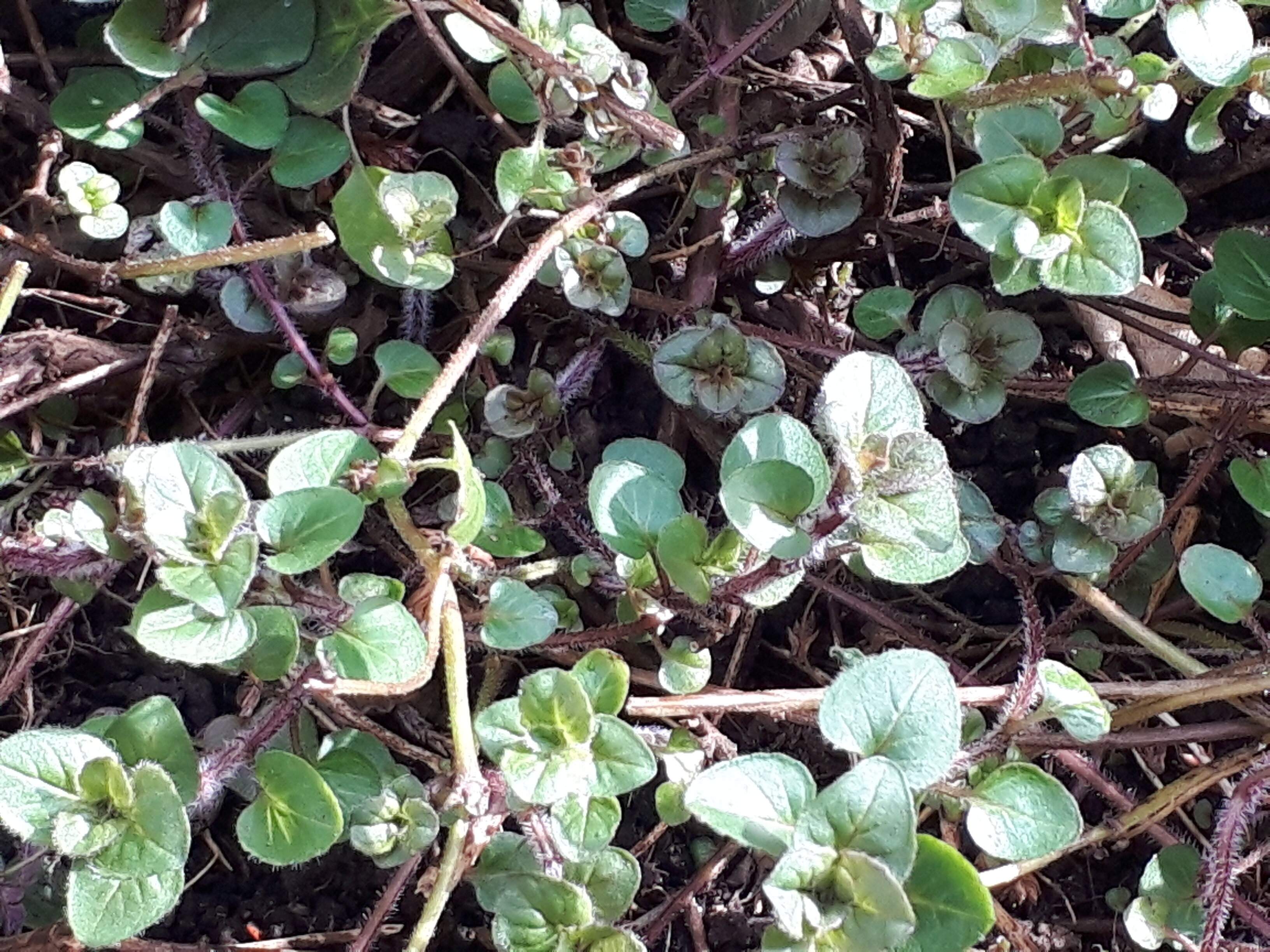 うっかり放置したら繁殖しすぎた…！！大量のオレガノどうする？消費レシピをご紹介