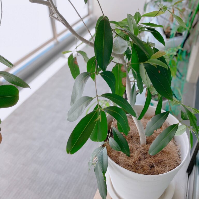 一般ゴミで捨てられない!?家庭菜園で残った「土」ってどうやって捨てるの？