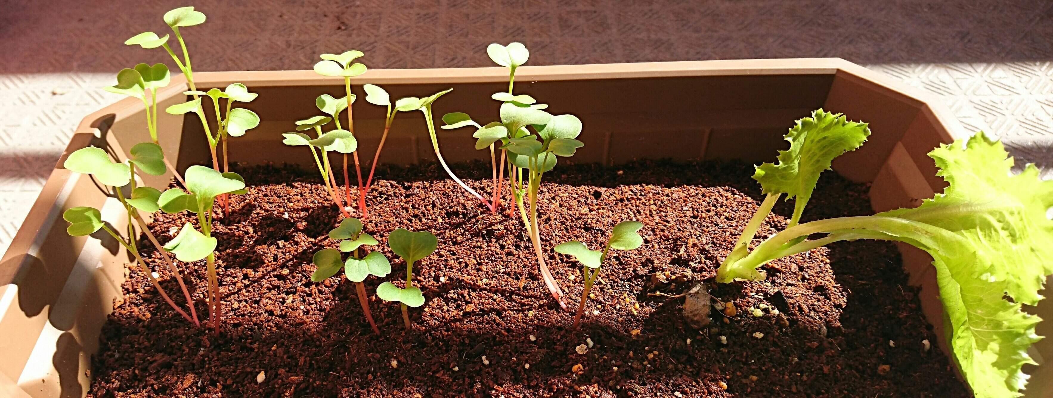 【エコ・節約】菜園を始めると良い事だらけな理由